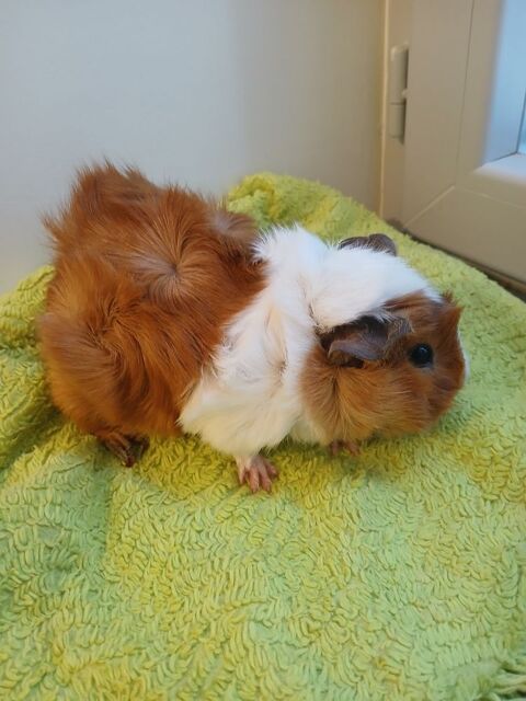 cochon d'inde femelle 
0 01450 Poncin