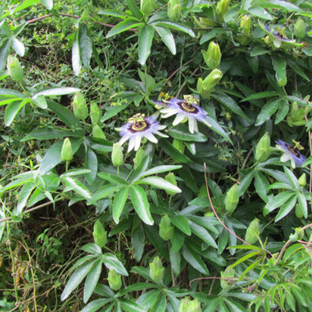 MAGNIFIQUE PASSIFLORE Jardin