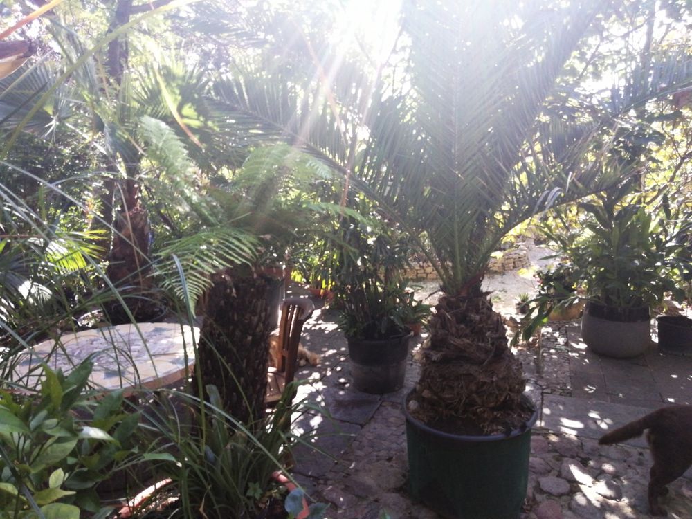 Planted pour le jardin Jardin