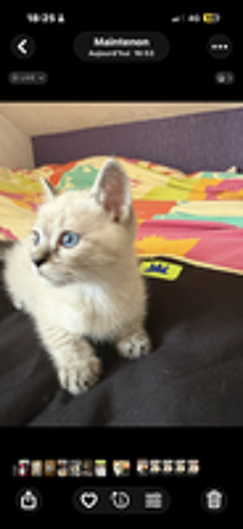   Chaton Ragdoll 
