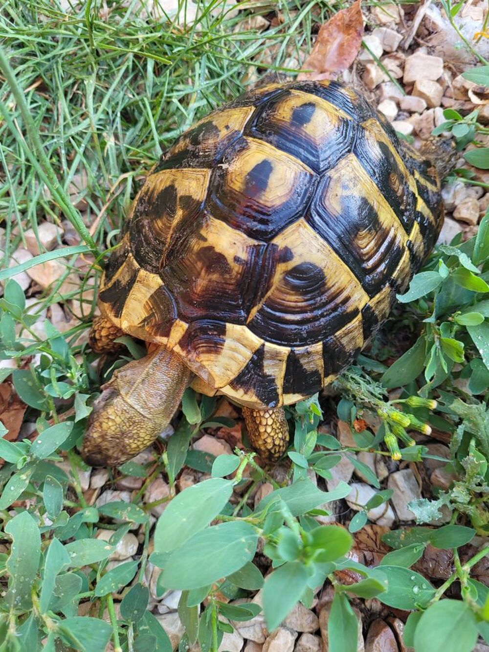   Tortue de terre  