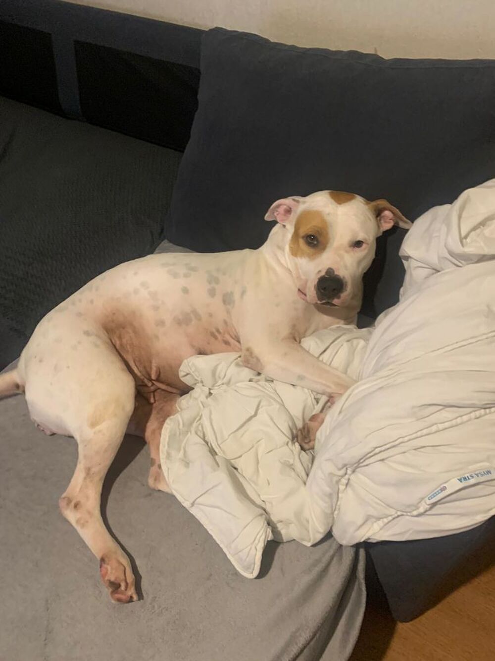   Nibby,4 ans,cherche un bon foyer  