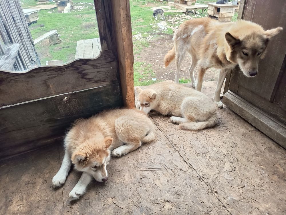   Chiots huski mal 