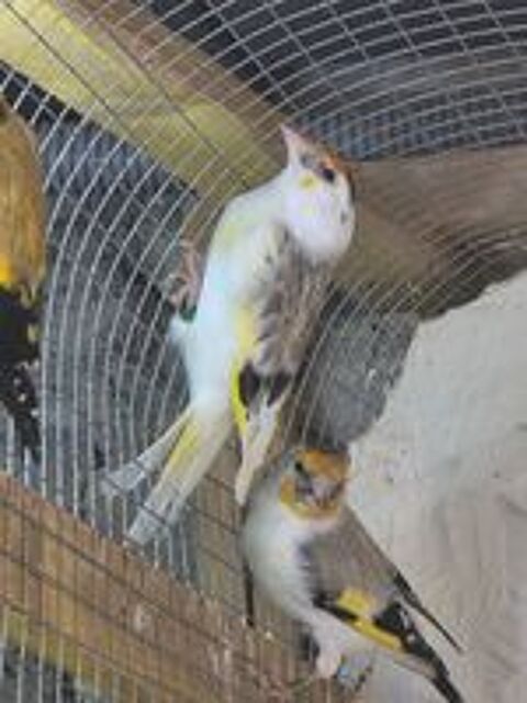   Chardo mutations 