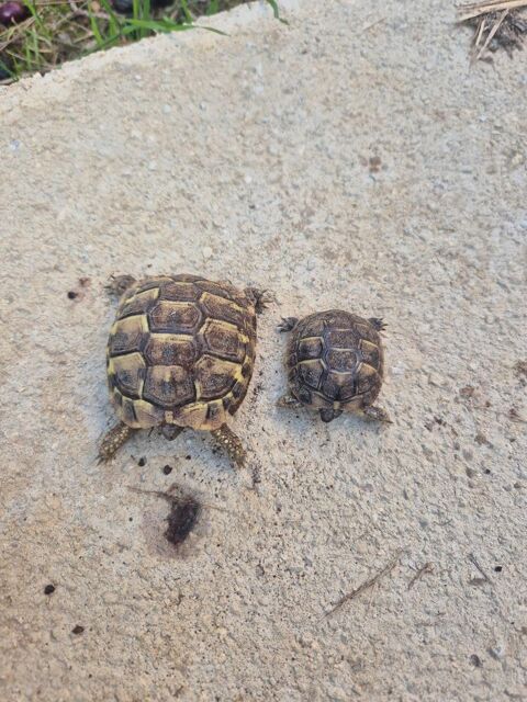 Hermann. 30 66000 Perpignan