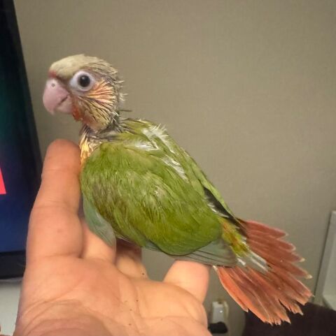 Conure mutation ananas élevé main 160 28210 Villemeux-sur-eure