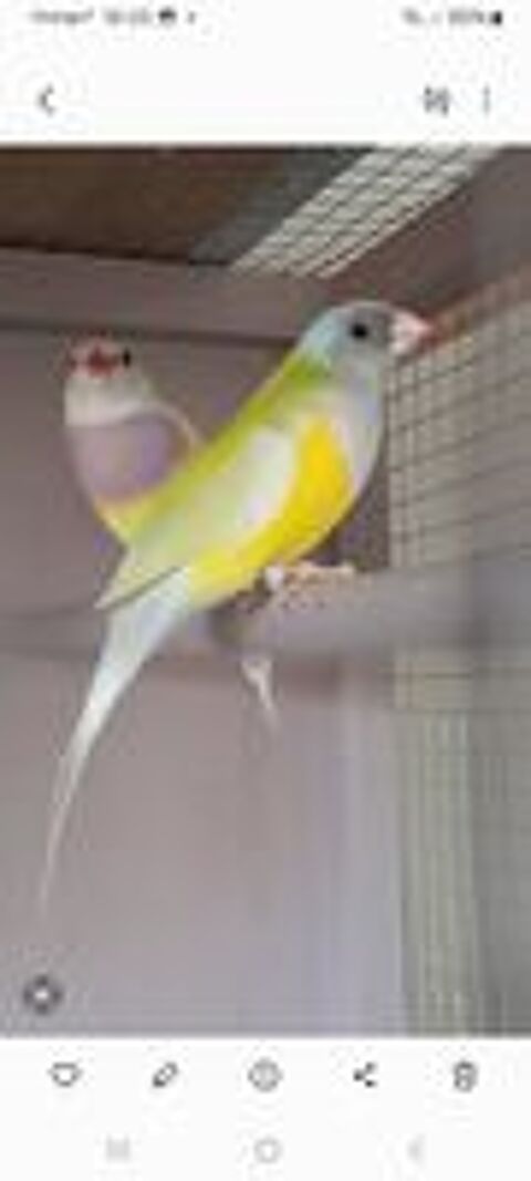   Disponible diamant de gould  