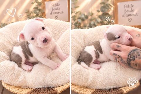 type Bully 85190 Aizenay