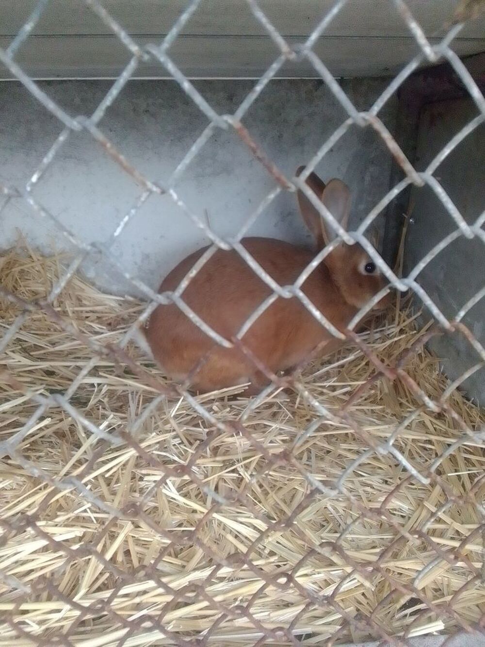   Lapins  