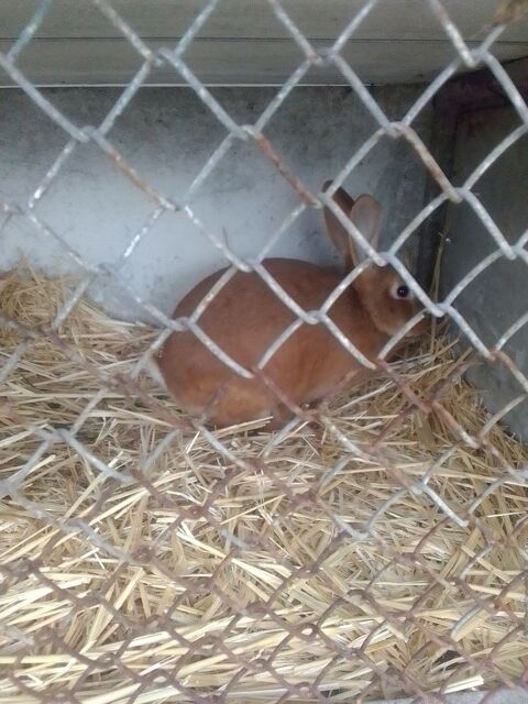 Lapins 20 86100 Ch�tellerault