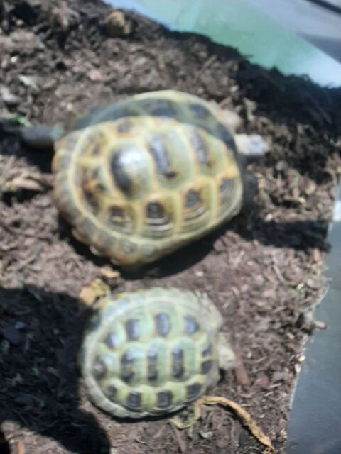 Tortues steppes 300 88000 �pinal