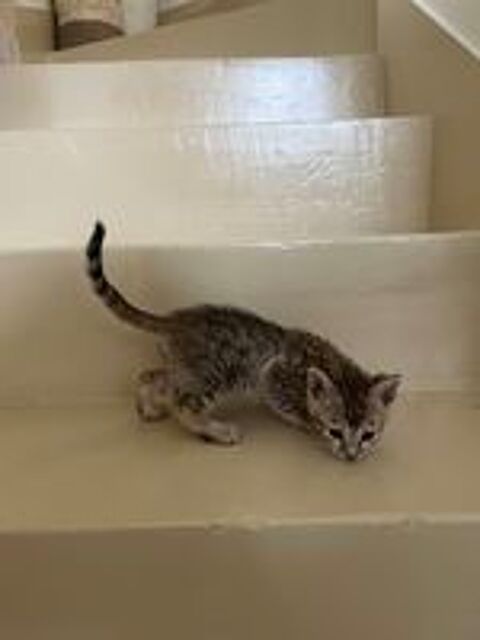   Chatons type Bengal  