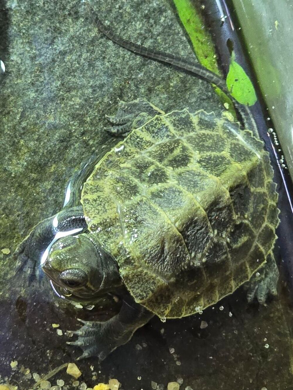   Mauremys japonica  