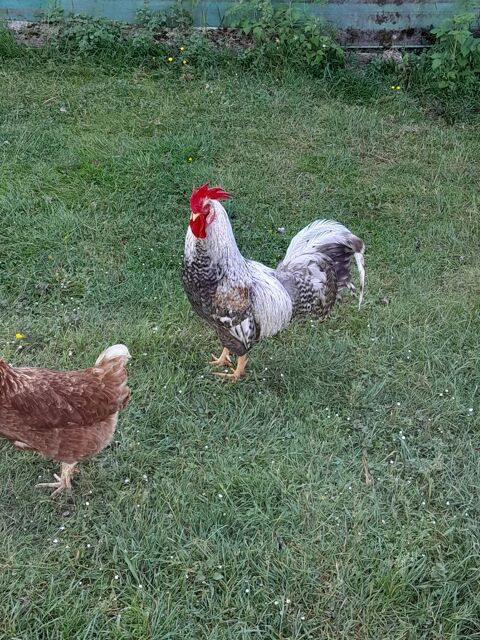 Coq cream leagbar pur race 25 57670 Albestroff
