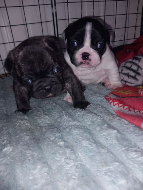 Bouledogue fran&ccedil;ais &agrave; reserver Landes 40 1250 40100 Dax