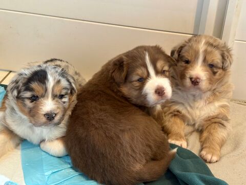 Magnique chiots berger australien lof 1100 49500 Segr�