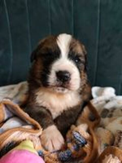   chiots Saint-Bernois 