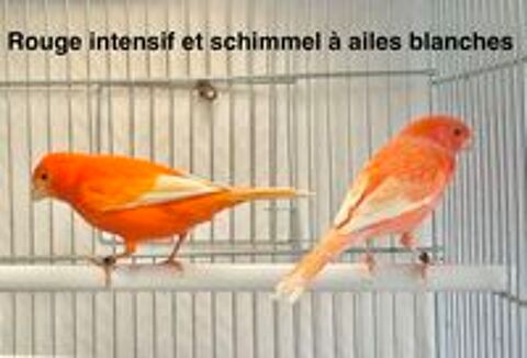   Très Belles Sélections De Canaris Couleurs, Chants, Postures 