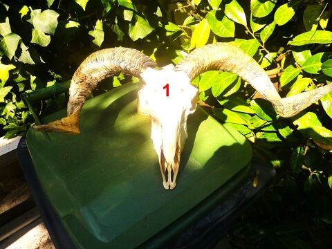 Ttes de brebis Manech 40 Saint-Mdard-en-Jalles (33)