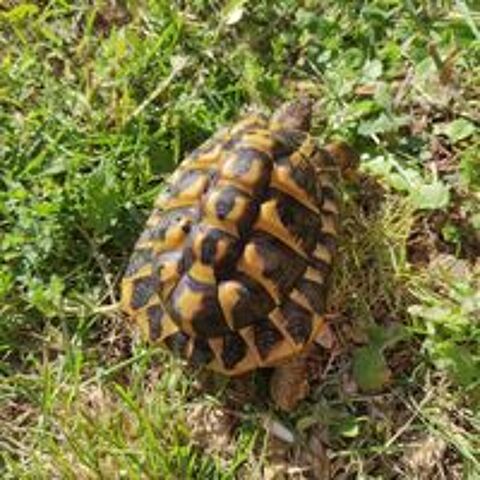   Tortue de terre hh  10 ans  