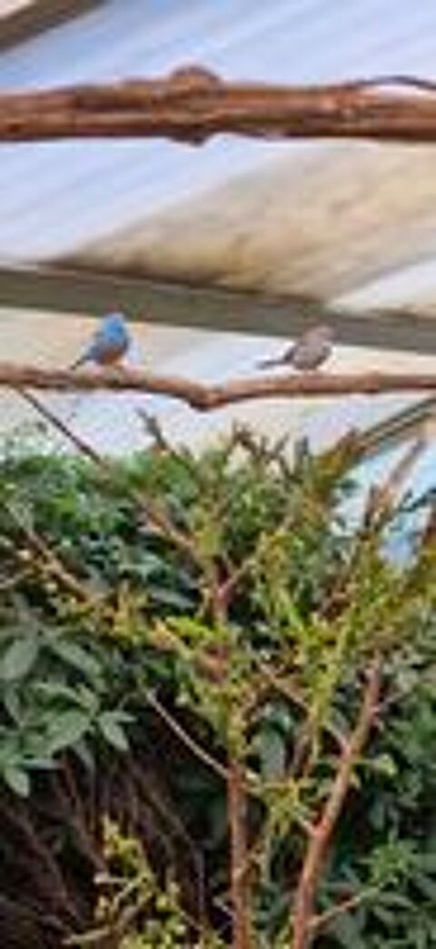   Cap bleue  