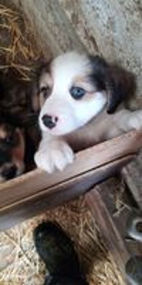   Chiots à adopter 