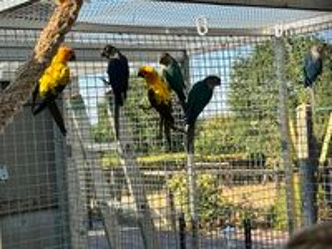   Conure Molina 