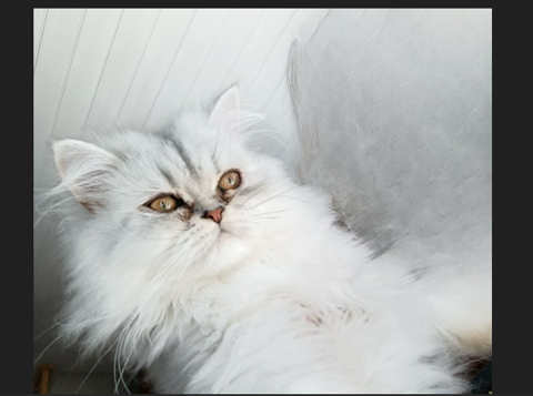 CHATONS PERSANS LOOF 690 44670 La chapelle-glain