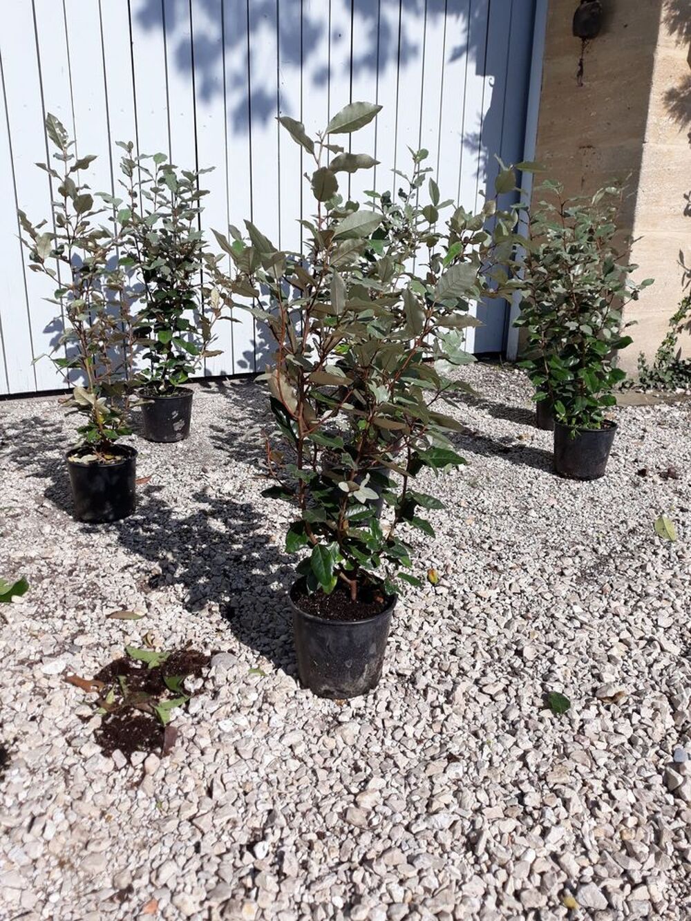 Arbuste d'ornement persistant 'Eleagnus Ebbingei' Jardin