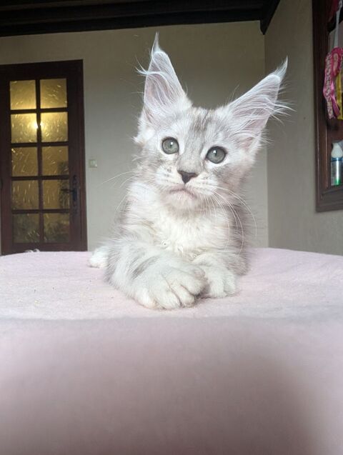 Chatons Maine Coon M&acirc;le et Femelle 1600 71000 Mâcon