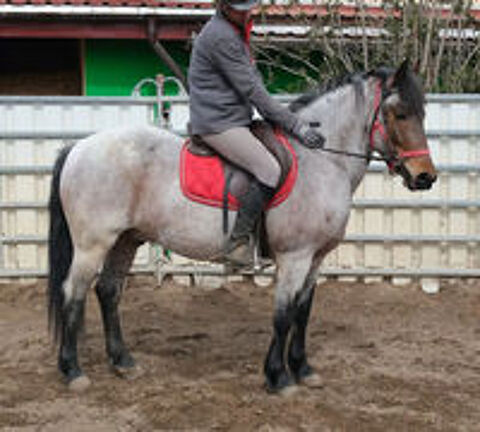   cheval miniature baroque hongre 