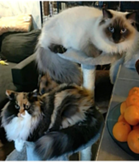   British Longhair 