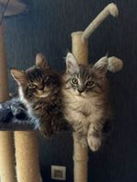   Maine Coon lignée Shaded 