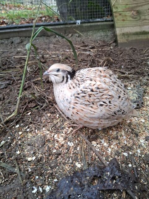 Caille 10 79130 Secondigny