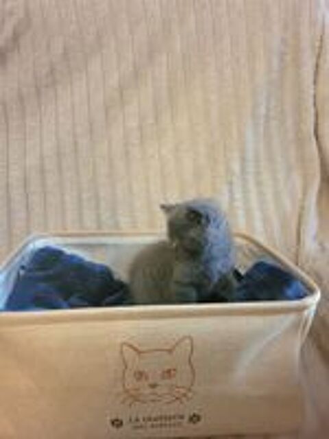   Chaton british shorthair  