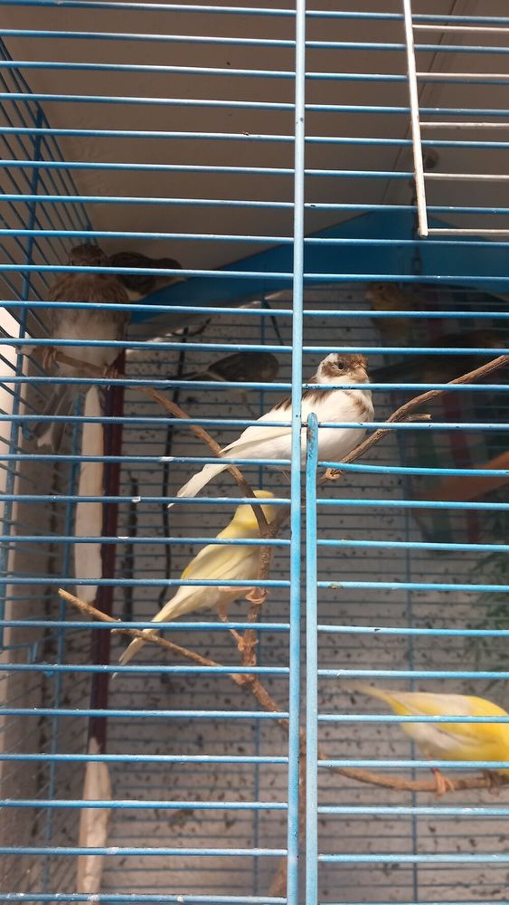   Canaris 