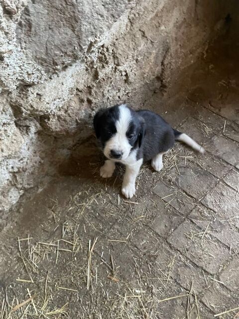 Chiots border collie 0 07410 Bozas