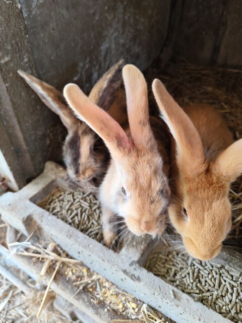 Lapin 15 38490 Aoste