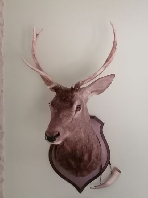 Tête de CERF 8 Cors 350 Cuhon (86)