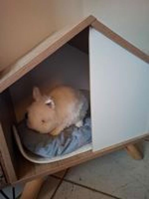   Lapin teddy angora 