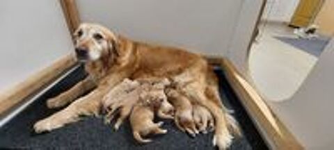   Chiots Golden Retriever LOF 