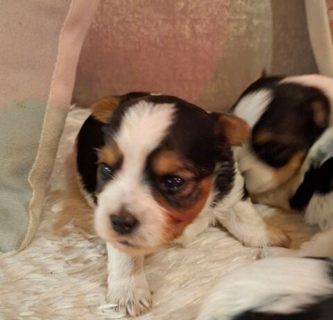  Chiots BIEWER 1150 24110 Manzac-sur-vern