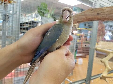 Conure de Molina apprivoisée eam 2025 295 35136 Saint-jacques-de-la-lande