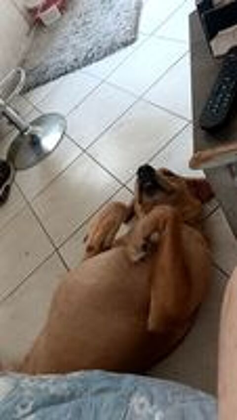   Donne chien  
