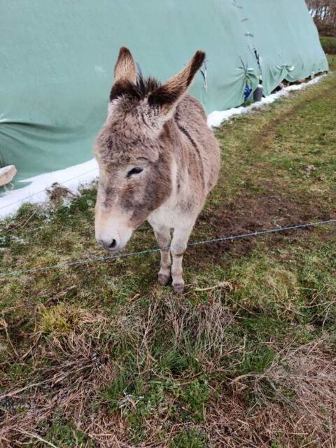 Ane m&acirc;le 350 43170 Saugues