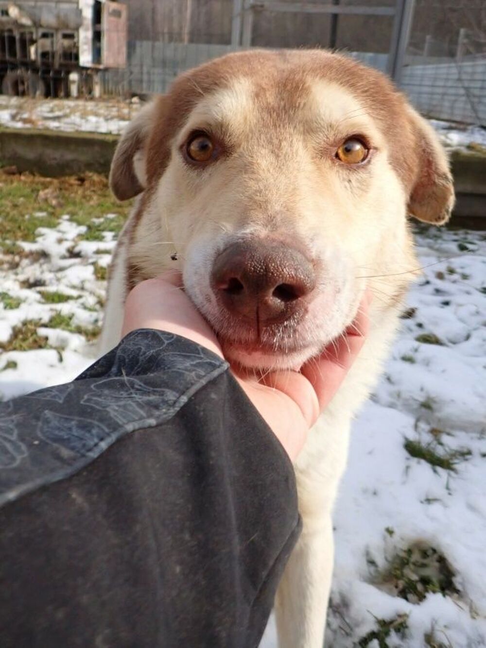   Stitch � l'adoption 