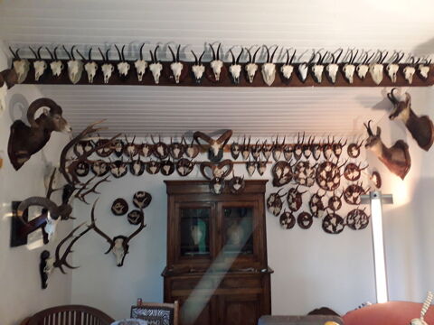 Troph&eacute;es de chasse 500 34970 Lattes