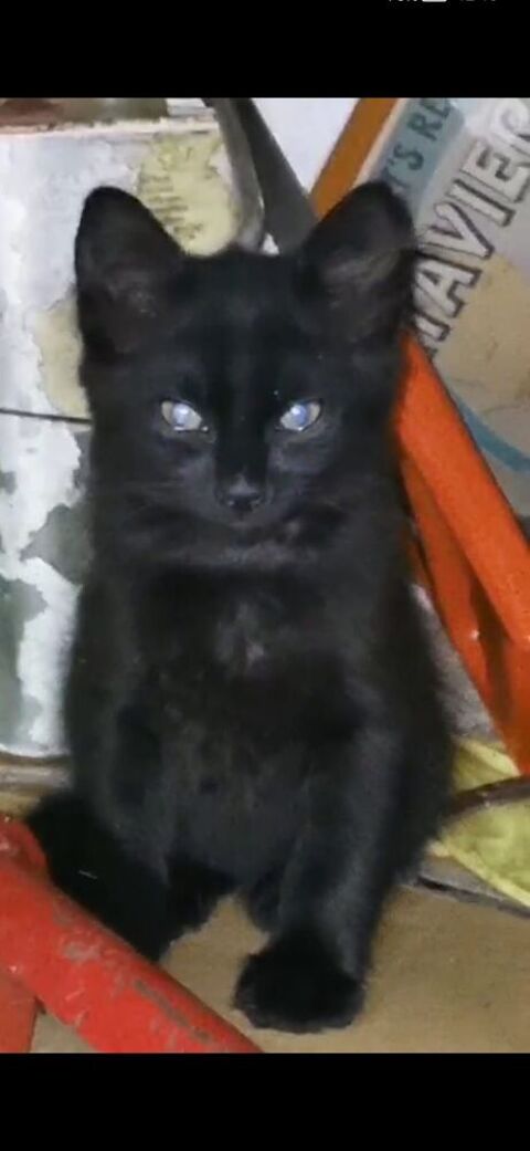 Donne Chatons pour adoption 0 92160 Antony