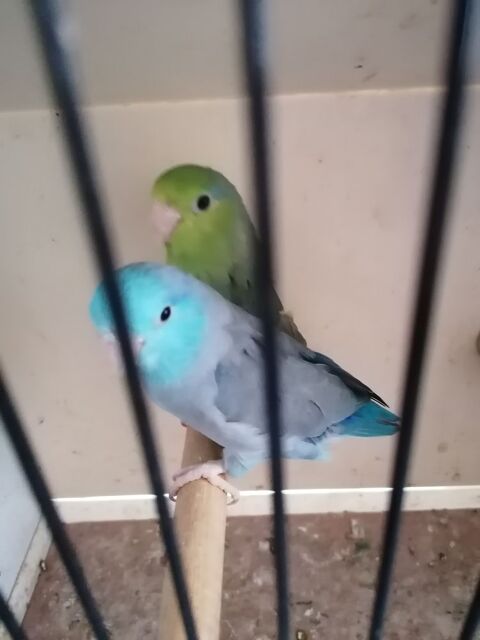 Perruches moineaux  0 62390 Auxi-le-chteau