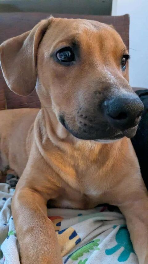 Goliath le magnifique 300 92500 Rueil-malmaison